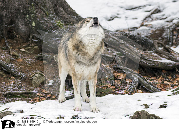 Eurasischer Grauwolf / eurasian greywolf / MBS-15915
