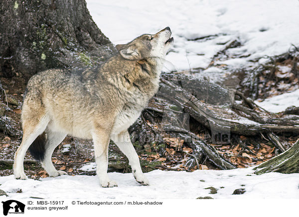 Eurasischer Grauwolf / eurasian greywolf / MBS-15917