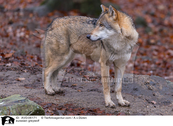 Eurasischer Grauwolf / eurasian greywolf / AVD-06171