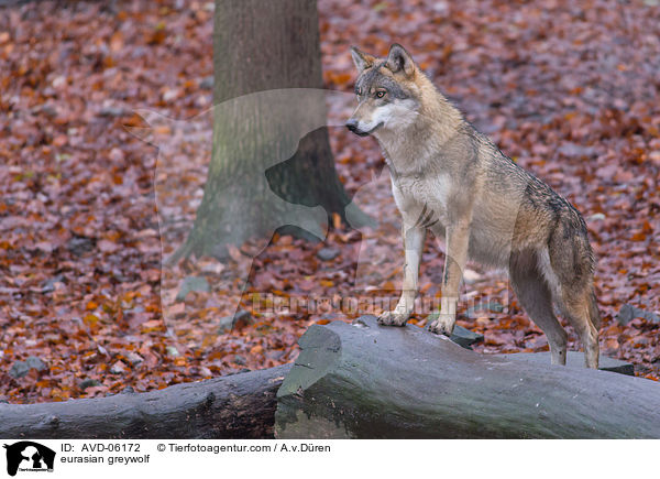Eurasischer Grauwolf / eurasian greywolf / AVD-06172