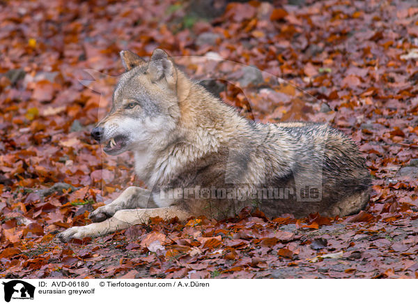 Eurasischer Grauwolf / eurasian greywolf / AVD-06180