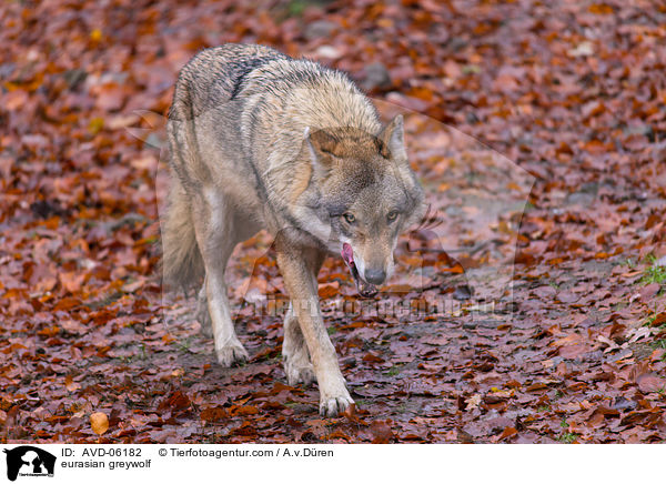 Eurasischer Grauwolf / eurasian greywolf / AVD-06182