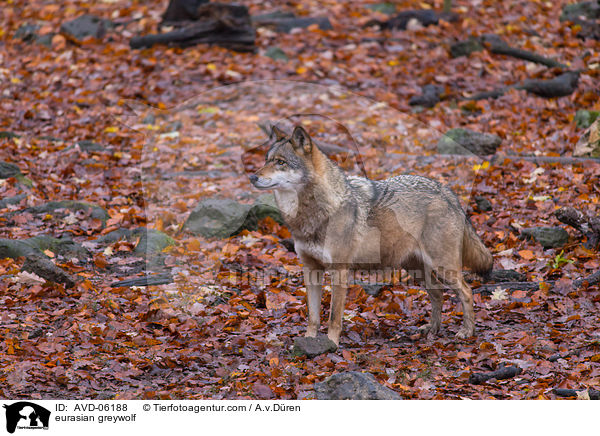 Eurasischer Grauwolf / eurasian greywolf / AVD-06188