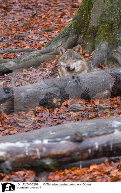 Eurasischer Grauwolf / eurasian greywolf / AVD-06208