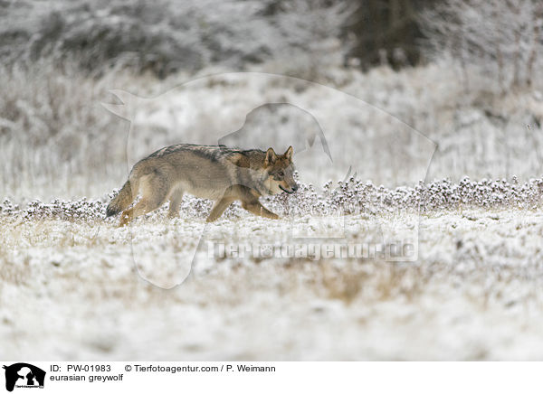 Eurasischer Grauwolf / eurasian greywolf / PW-01983