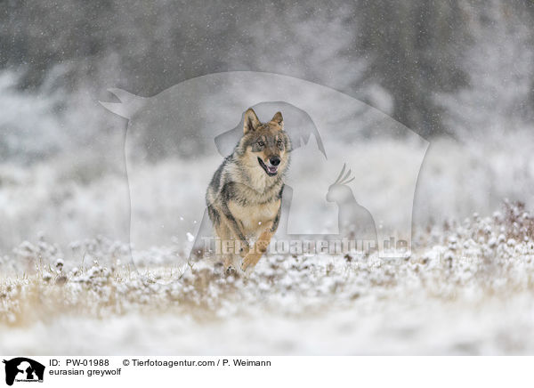 Eurasischer Grauwolf / eurasian greywolf / PW-01988
