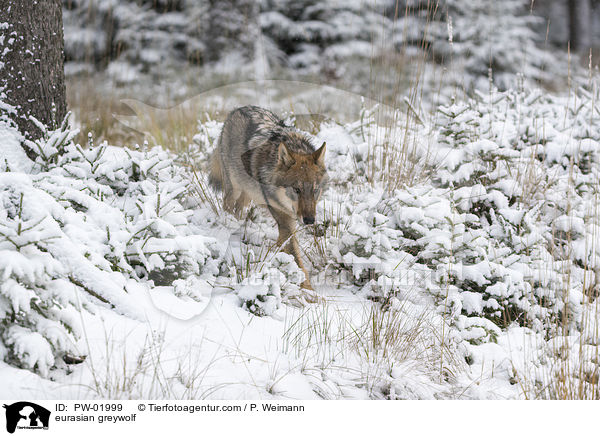 Eurasischer Grauwolf / eurasian greywolf / PW-01999