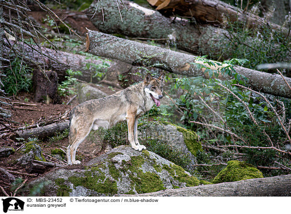Eurasischer Grauwolf / eurasian greywolf / MBS-23452