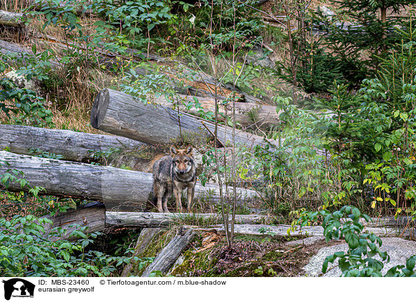 Eurasischer Grauwolf / eurasian greywolf / MBS-23460