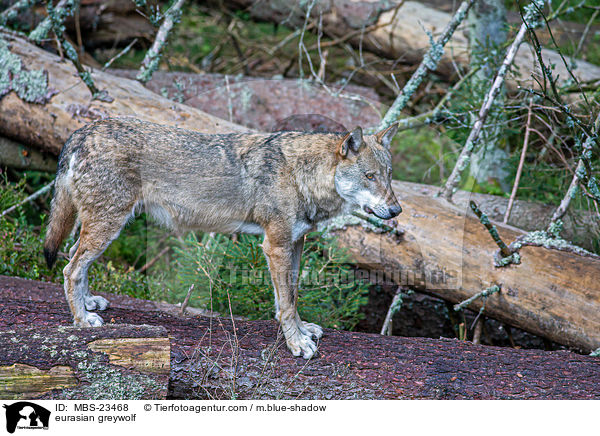 Eurasischer Grauwolf / eurasian greywolf / MBS-23468