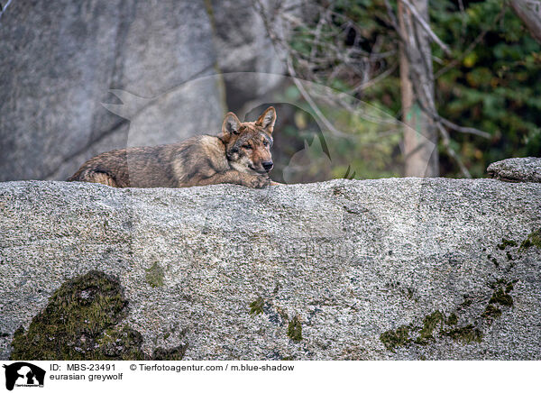 Eurasischer Grauwolf / eurasian greywolf / MBS-23491