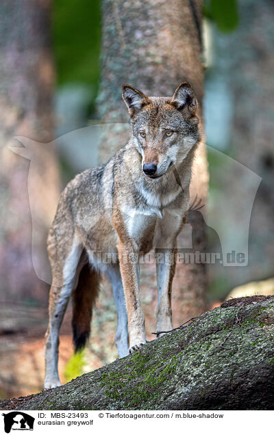 eurasian greywolf / MBS-23493