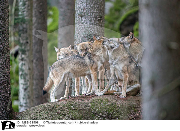 Eurasische Grauwlfe / eurasian greywolves / MBS-23508