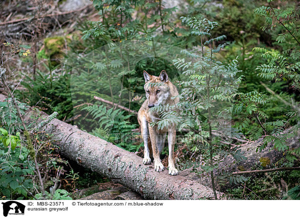 Eurasischer Grauwolf / eurasian greywolf / MBS-23571