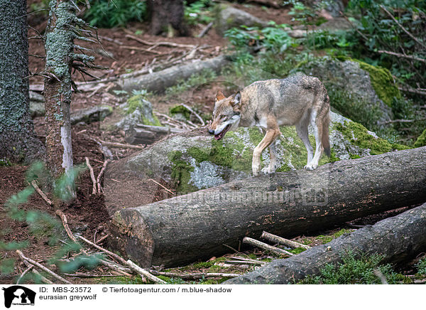 Eurasischer Grauwolf / eurasian greywolf / MBS-23572