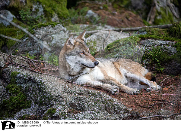 Eurasischer Grauwolf / eurasian greywolf / MBS-23590