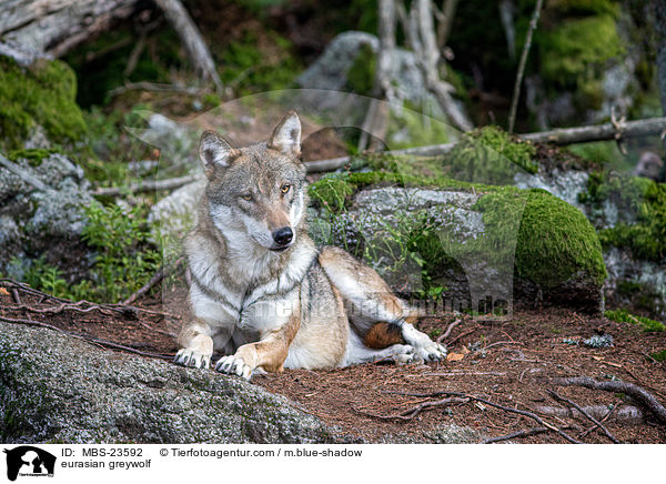 Eurasischer Grauwolf / eurasian greywolf / MBS-23592