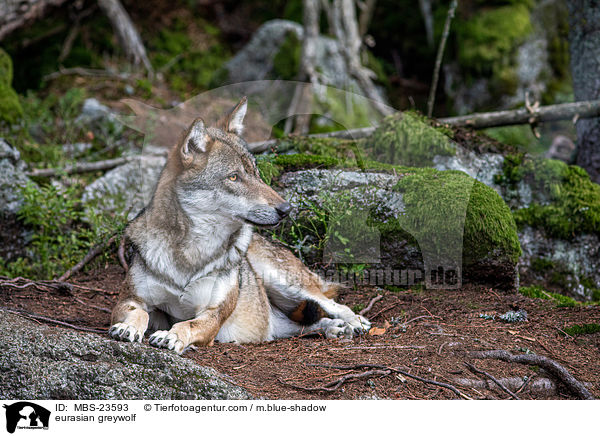 Eurasischer Grauwolf / eurasian greywolf / MBS-23593