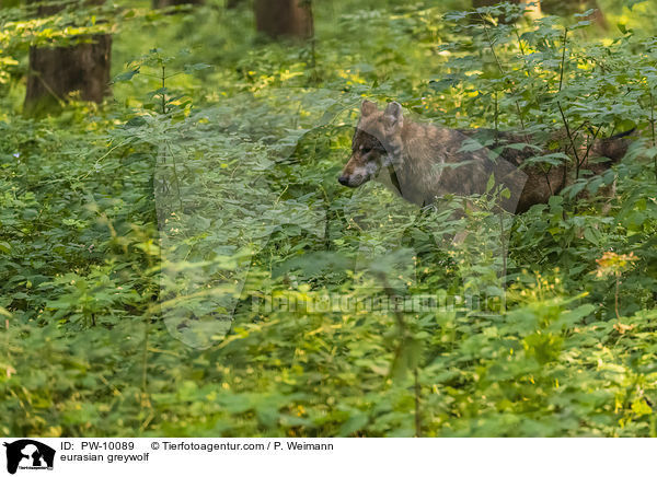 Eurasischer Grauwolf / eurasian greywolf / PW-10089
