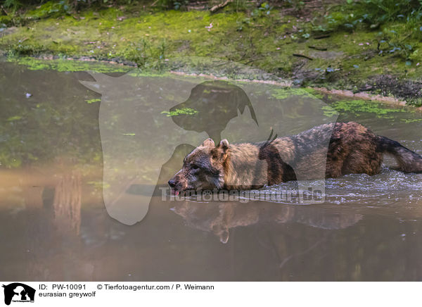 Eurasischer Grauwolf / eurasian greywolf / PW-10091