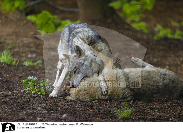 Eurasische Grauwlfe / eurasian greywolves / PW-10621