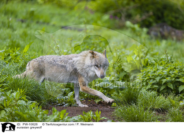 Eurasischer Grauwolf / eurasian greywolf / PW-10626
