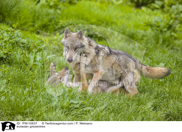 Eurasische Grauwlfe / eurasian greywolves / PW-10637