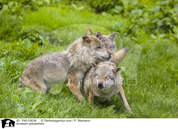 Eurasische Grauwlfe / eurasian greywolves / PW-10638
