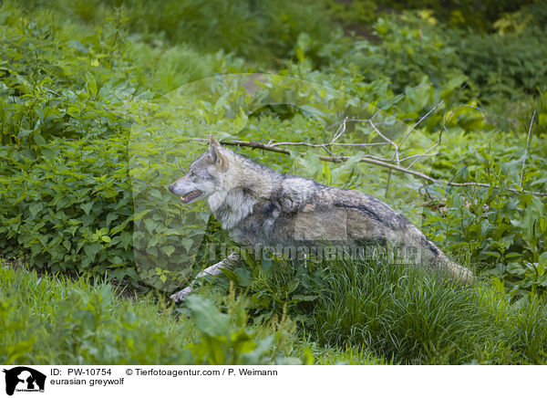 Eurasischer Grauwolf / eurasian greywolf / PW-10754