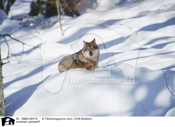 Eurasischer Grauwolf / eurasian greywolf / DMS-09515