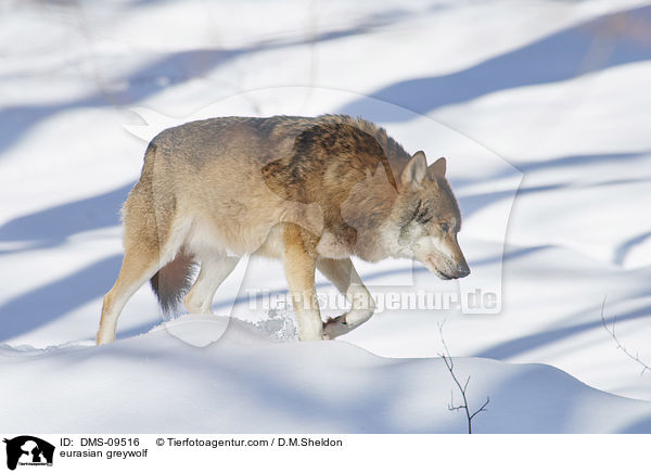 Eurasischer Grauwolf / eurasian greywolf / DMS-09516