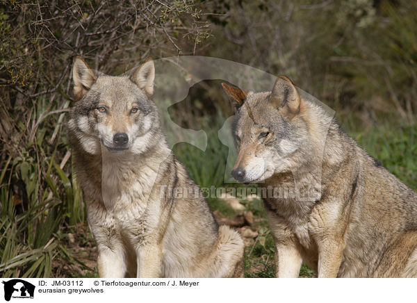 Eurasische Grauwlfe / eurasian greywolves / JM-03112