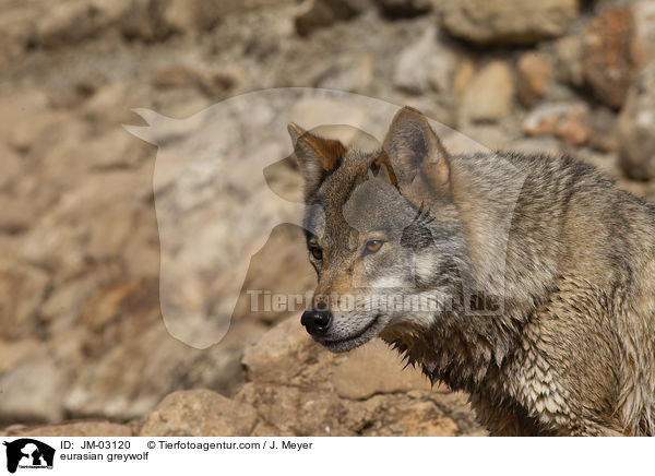 Eurasischer Grauwolf / eurasian greywolf / JM-03120