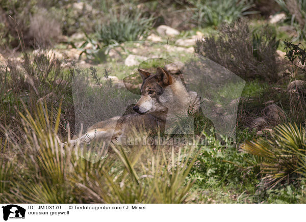 Eurasischer Grauwolf / eurasian greywolf / JM-03170