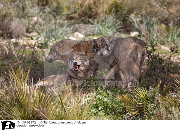 Eurasische Grauwlfe / eurasian greywolves / JM-03172