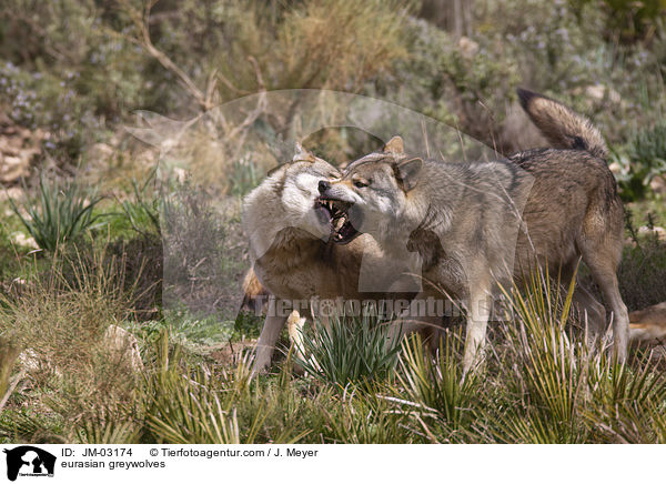 Eurasische Grauwlfe / eurasian greywolves / JM-03174