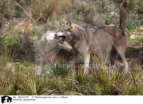 Eurasische Grauwlfe / eurasian greywolves / JM-03175