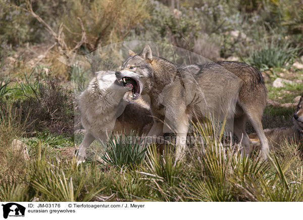 Eurasische Grauwlfe / eurasian greywolves / JM-03176