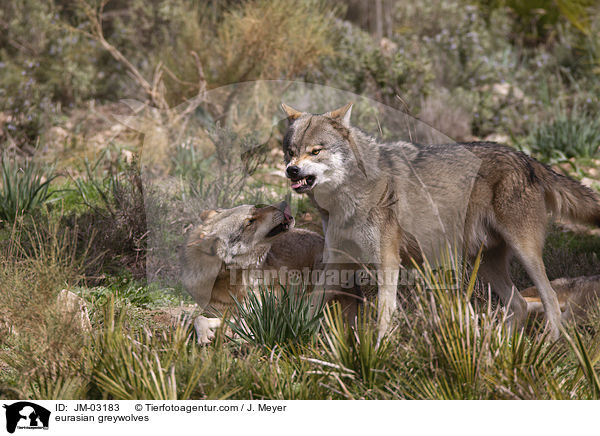 Eurasische Grauwlfe / eurasian greywolves / JM-03183