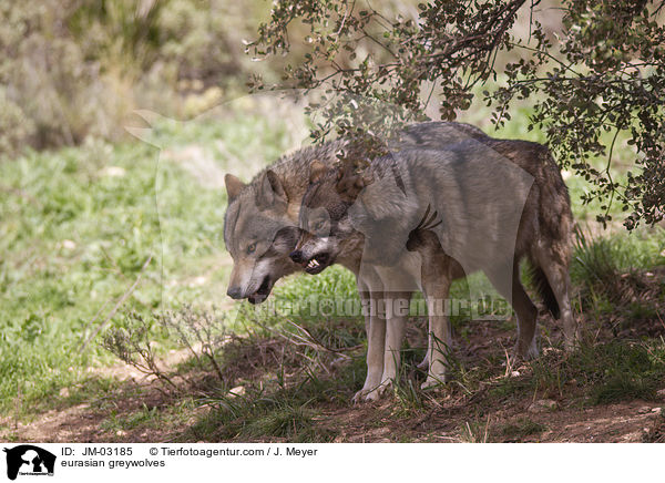 Eurasische Grauwlfe / eurasian greywolves / JM-03185