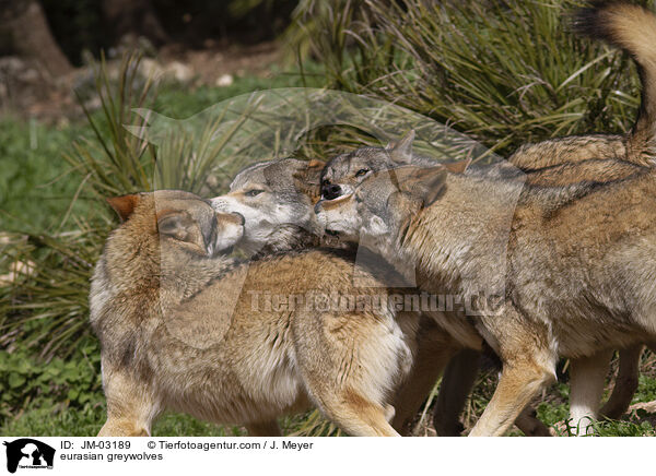 Eurasische Grauwlfe / eurasian greywolves / JM-03189