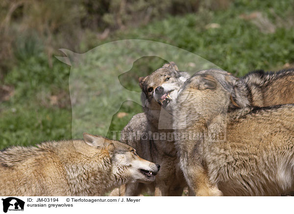 Eurasischer Grauwlfe / eurasian greywolves / JM-03194