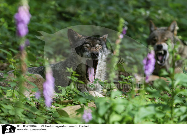 Eurasische Grauwlfe / eurasian greywolves / IG-03064