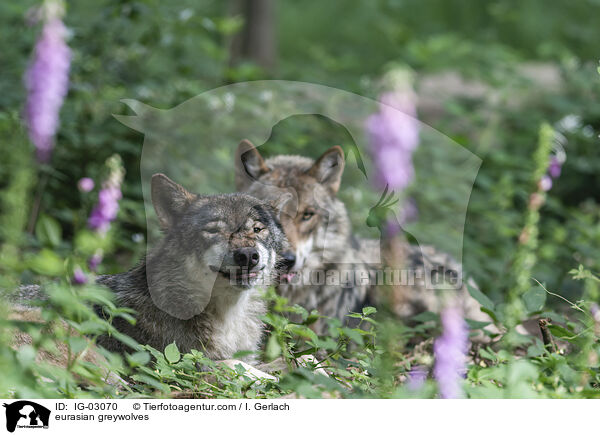 Eurasische Grauwlfe / eurasian greywolves / IG-03070