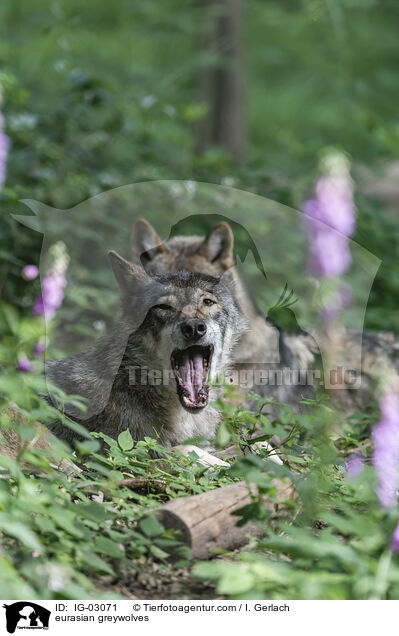 Eurasische Grauwlfe / eurasian greywolves / IG-03071
