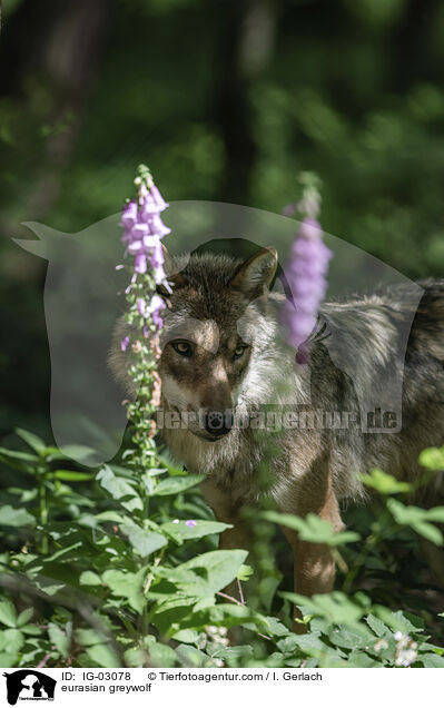 Eurasischer Grauwolf / eurasian greywolf / IG-03078