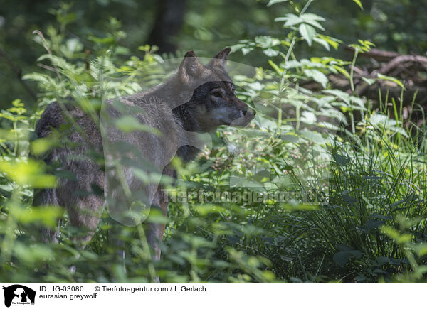 Eurasischer Grauwolf / eurasian greywolf / IG-03080