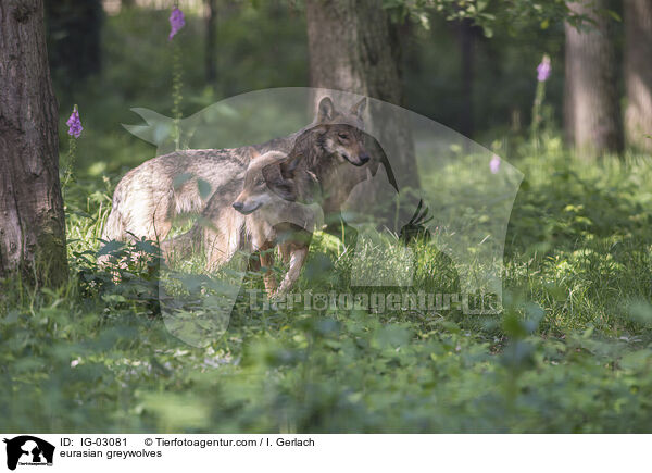 Eurasische Grauwlfe / eurasian greywolves / IG-03081