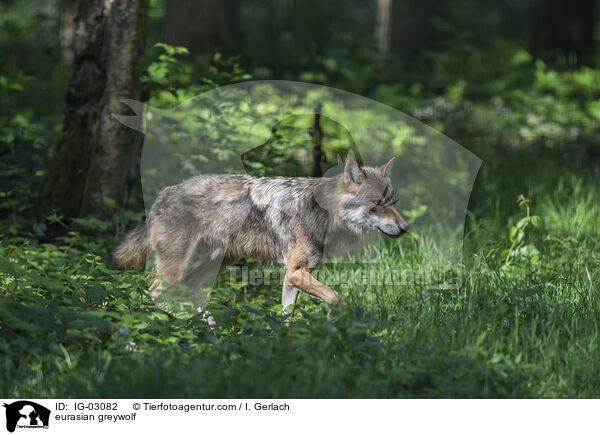 Eurasischer Grauwolf / eurasian greywolf / IG-03082