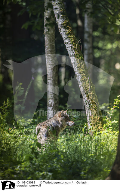 Eurasischer Grauwolf / eurasian greywolf / IG-03083